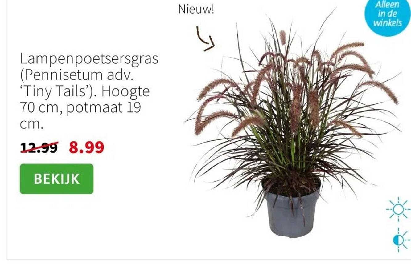 Lampenpoetsersgras (Pennisetum adv. ‘Tiny Tails’)