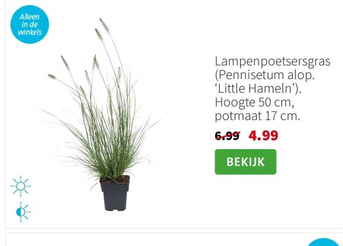 Lampenpoetsersgras (Pennisetum alop. 'Little Hameln'). Hoogte 50 cm, potmaat 17 cm.