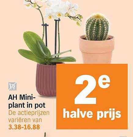 AH Mini-plant in pot 2e halve prijs