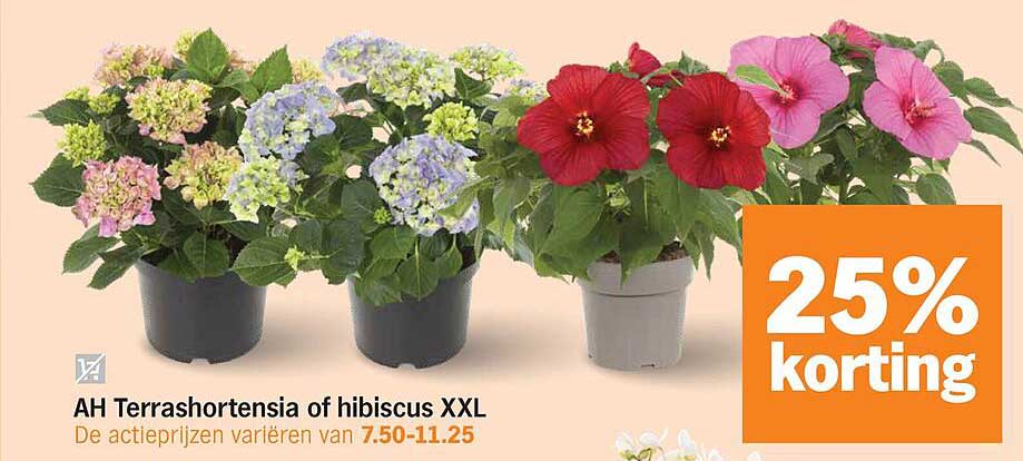 AH Terrashortensia of hibiscus XXL 25% korting