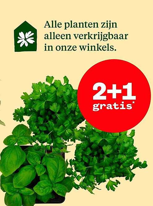 Alle planten zijn alleen verkrijgbaar in onze winkels. 2+1 gratis