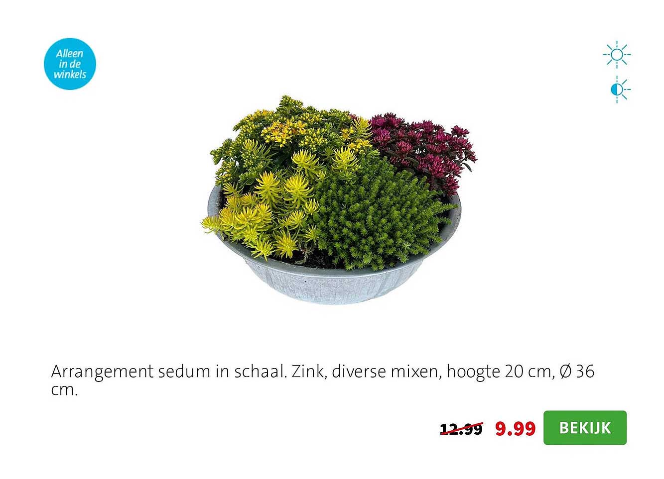 Arrangement sedum in schaal. Zink, diverse mixen, hoogte 20 cm, Ø 36 cm.
