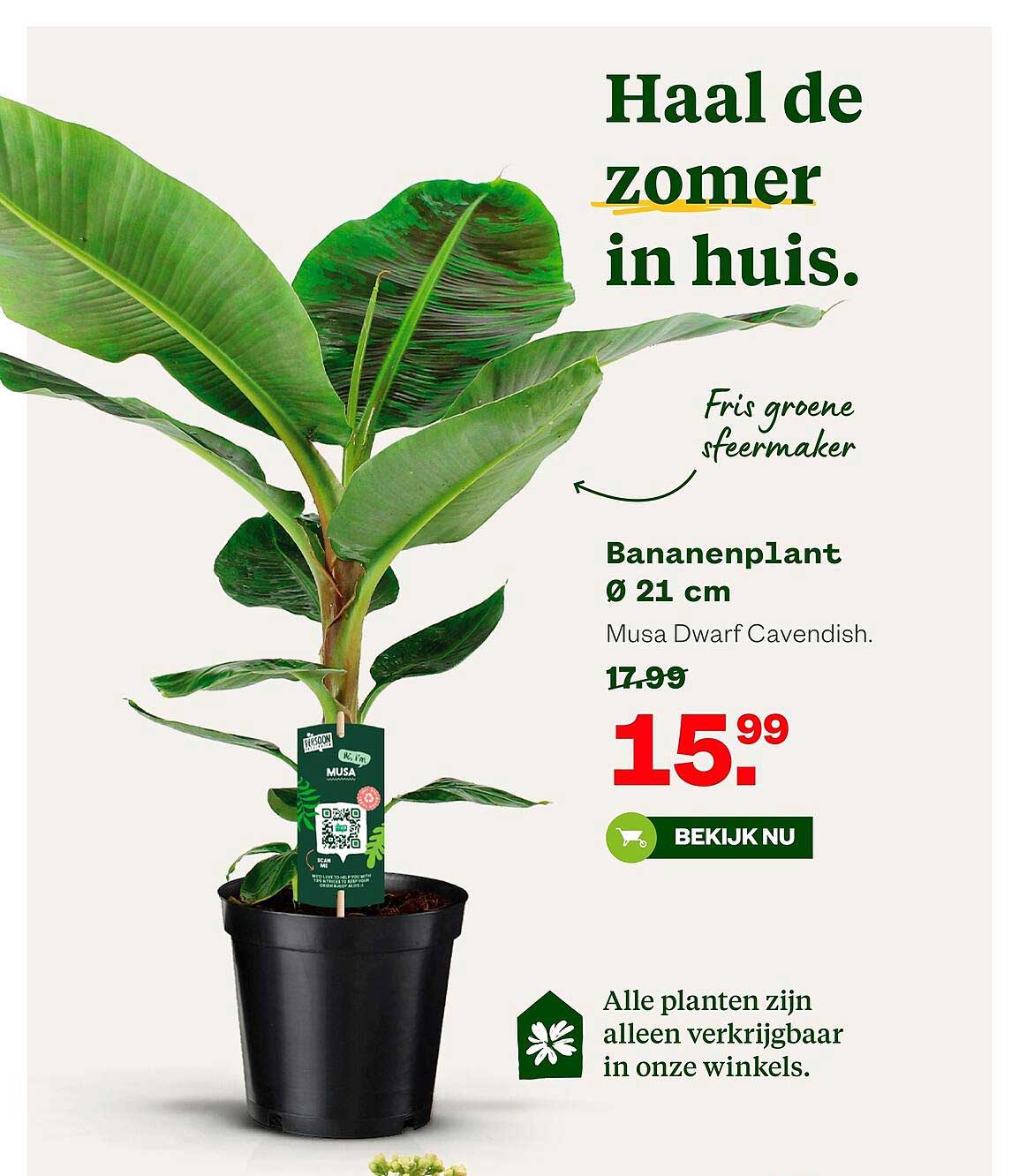 Bananenplant Ø 21 cm Musa Dwarf Cavendish.