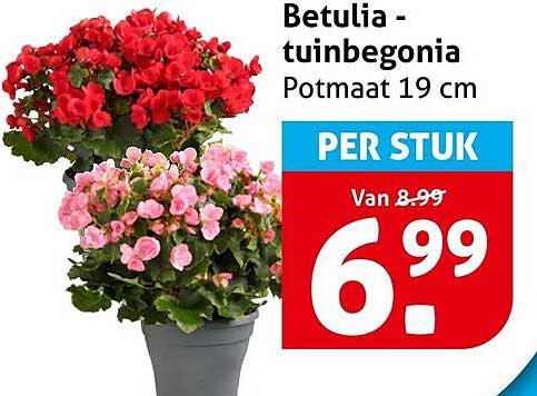 Betulia - tuinbegonia Potmaat 19 cm PER STUK