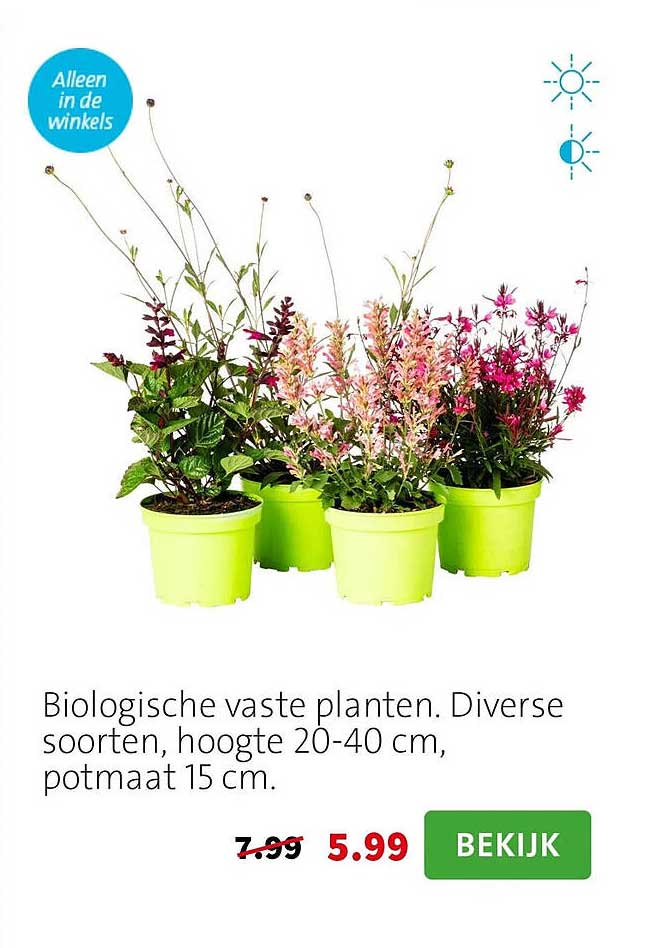 Biologische vaste planten. Diverse soorten, hoogte 20-40 cm, potmaat 15 cm.