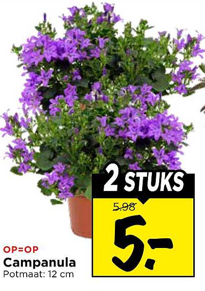 Campanula 2 STUKS