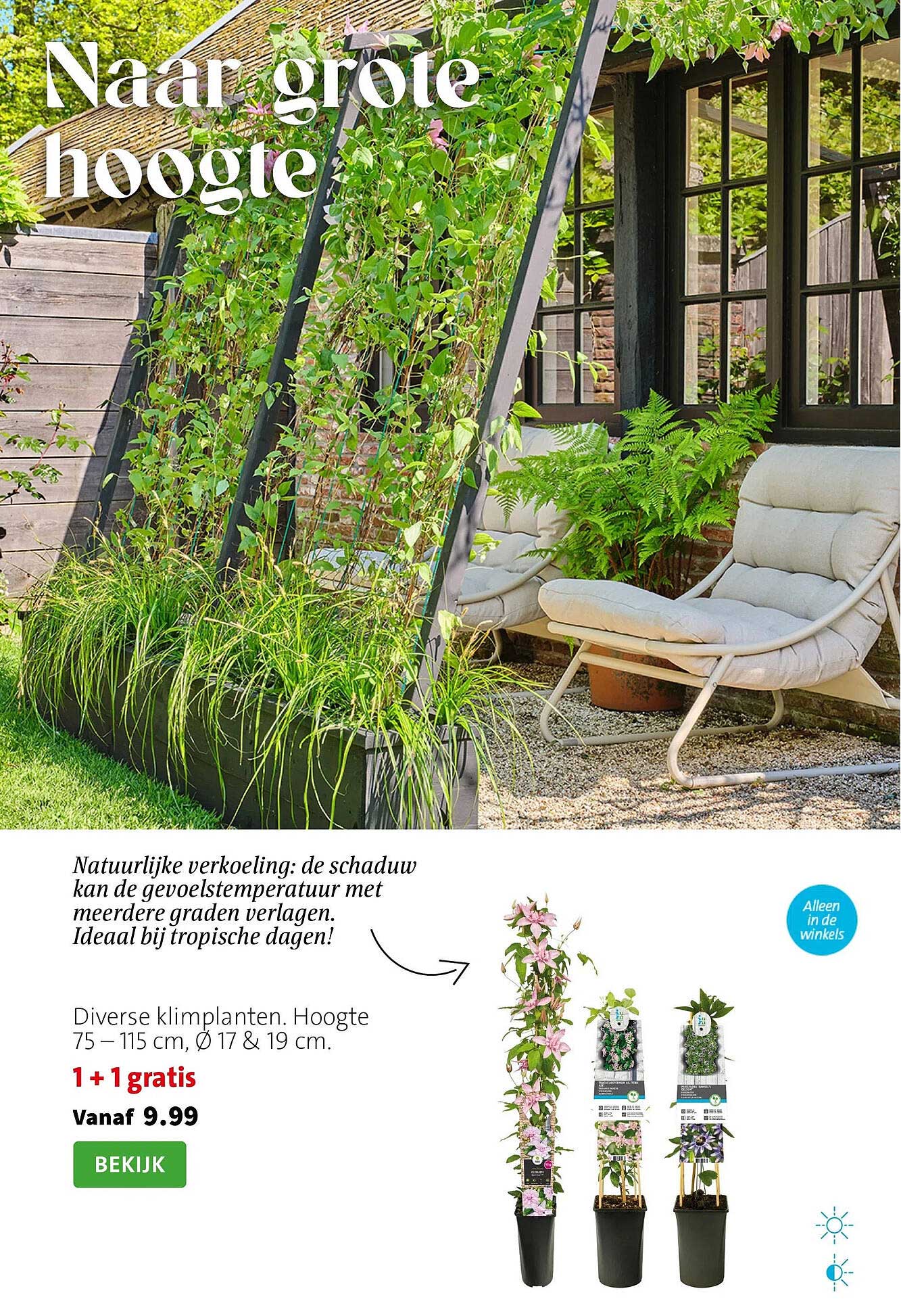 Diverse klimplanten. Hoogte 75 – 115 cm, Ø 17 & 19 cm. 1 + 1 gratis