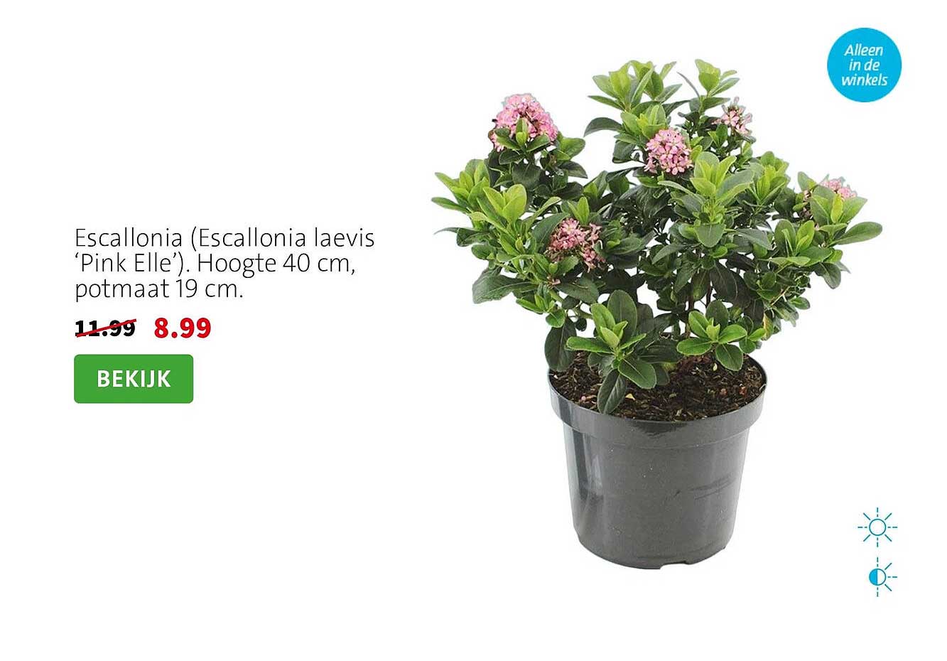 Escallonia (Escallonia laevis ‘Pink Elle’). Hoogte 40 cm, potmaat 19 cm.