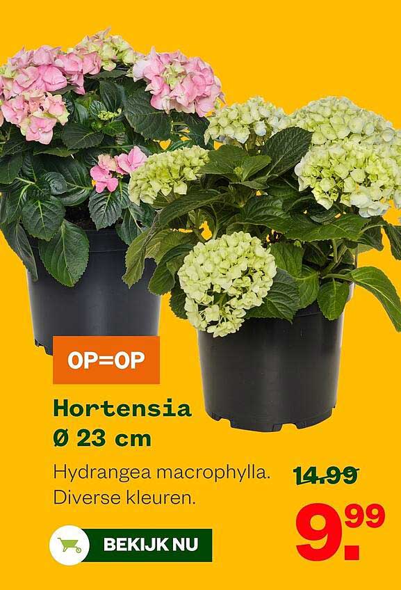 Hortensia Ø 23 cm OP=OP