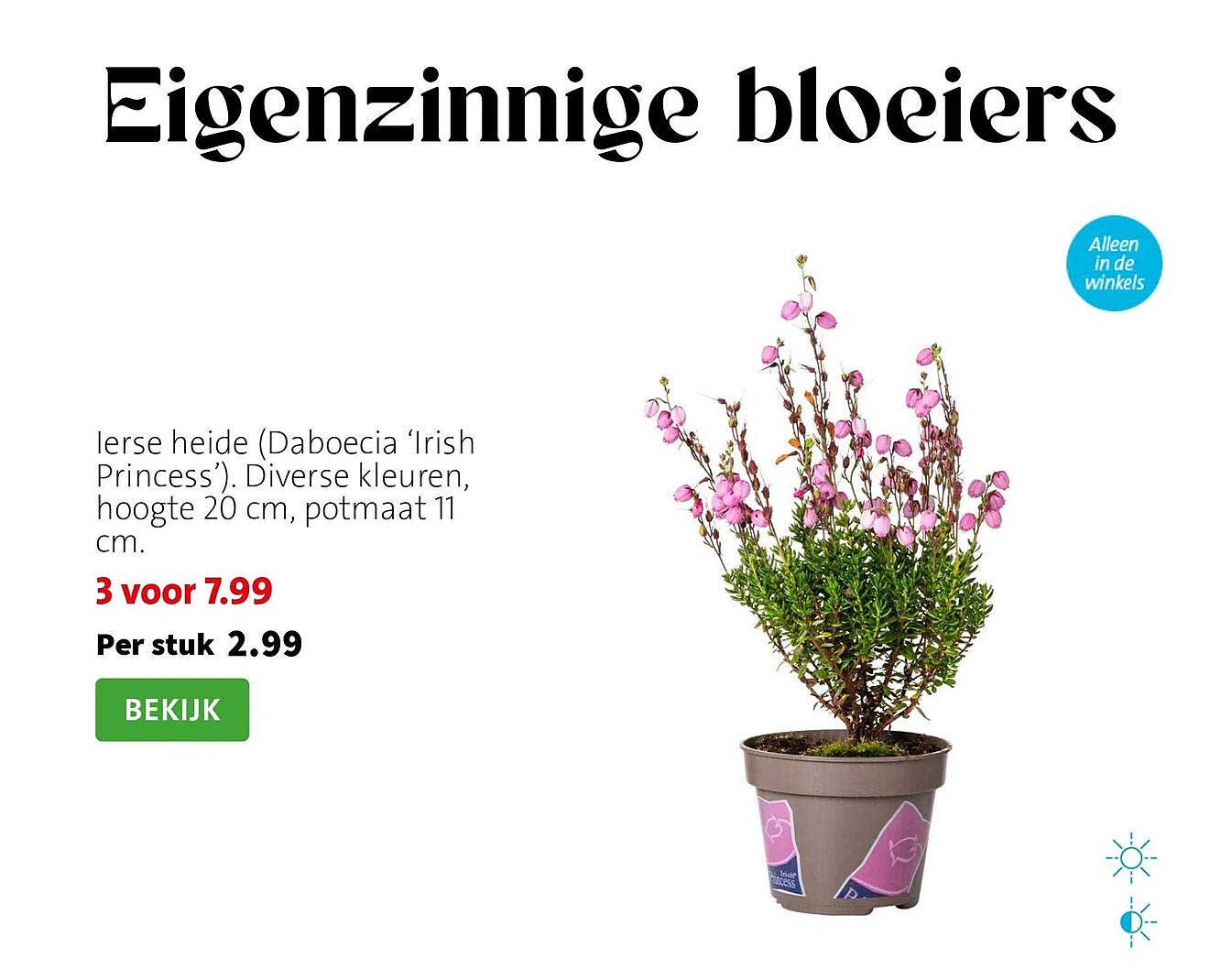 Ierse heide (Daboecia ‘Irish Princess’). Diverse kleuren, hoogte 20 cm, potmaat 11 cm.