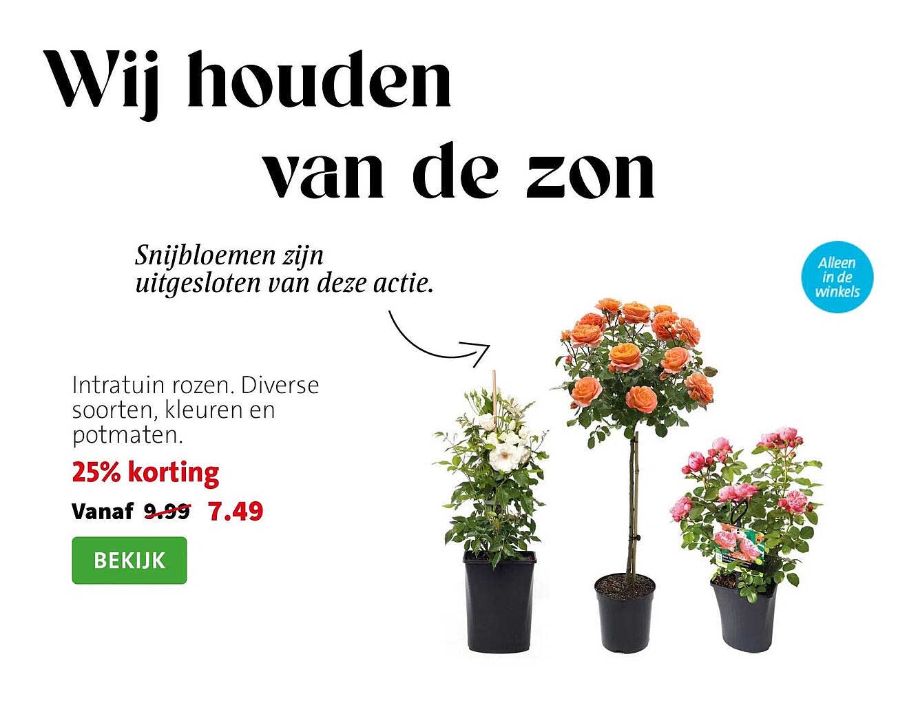 Intratuin rozen. Diverse soorten, kleuren en potmaten. 25% korting