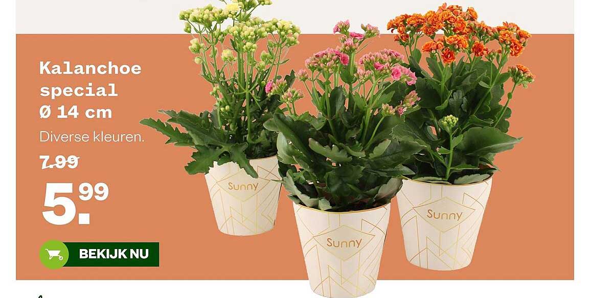 Kalanchoe special Ø 14 cm