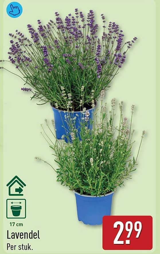 Lavendel
