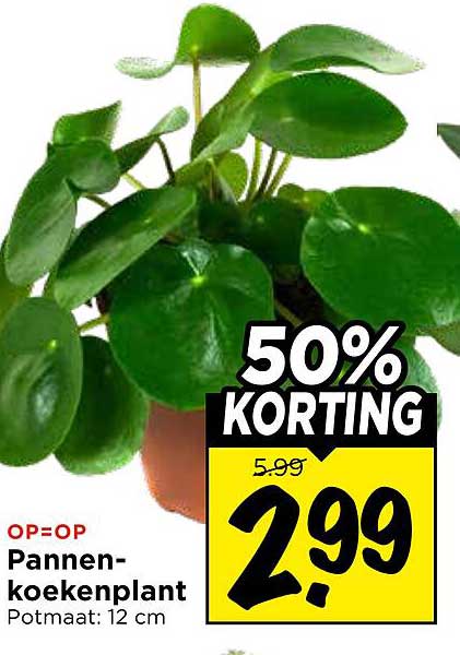 Pannenkoekenplant Potmaat: 12 cm 50% KORTING
