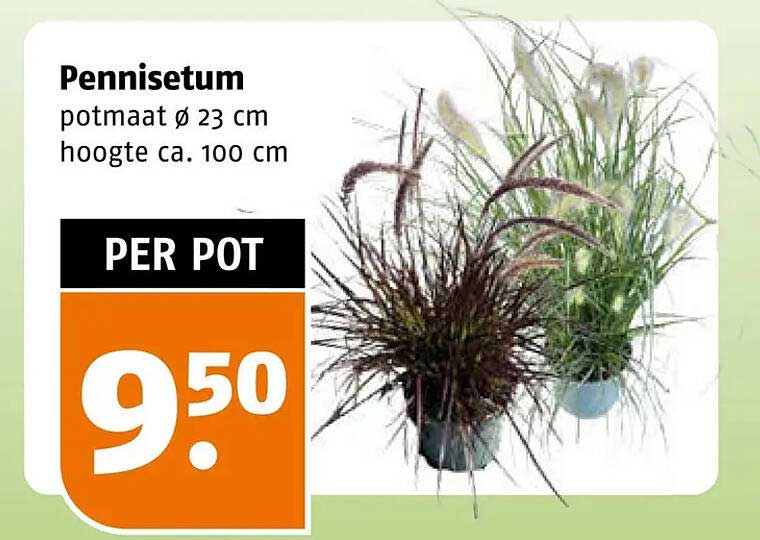 Pennisetum potmaat ø 23 cm hoogte ca. 100 cm PER POT