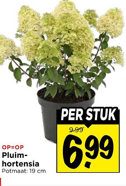 Pluim-hortensia Potmaat: 19 cm PER STUK