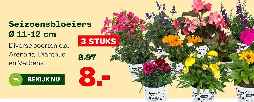 Seizoensbloeiers Ø 11-12 cm 3 STUKS