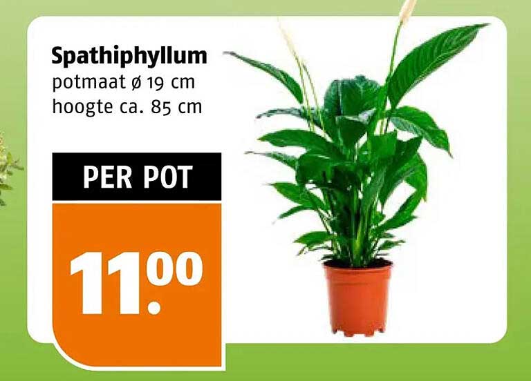 Spathiphyllum potmaat ø 19 cm hoogte ca. 85 cm PER POT