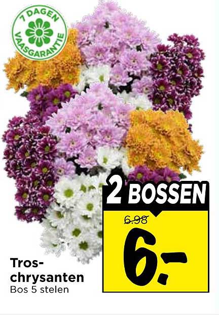 Tros-chrysanten Bos 5 stelen 2 bossen