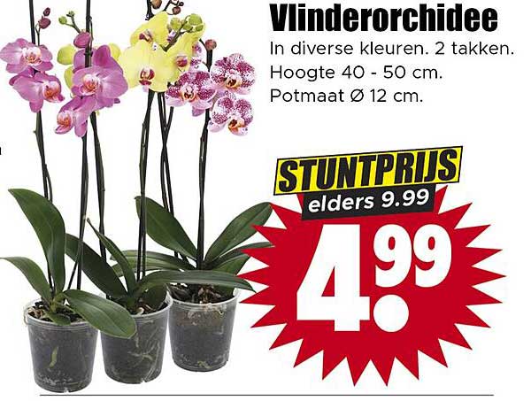 Vlinderorchidee