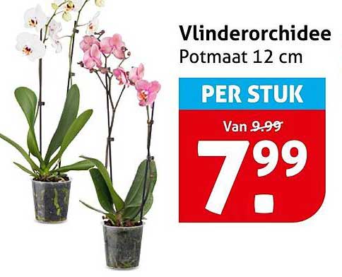 Vlinderorchidee Potmaat 12 cm PER STUK