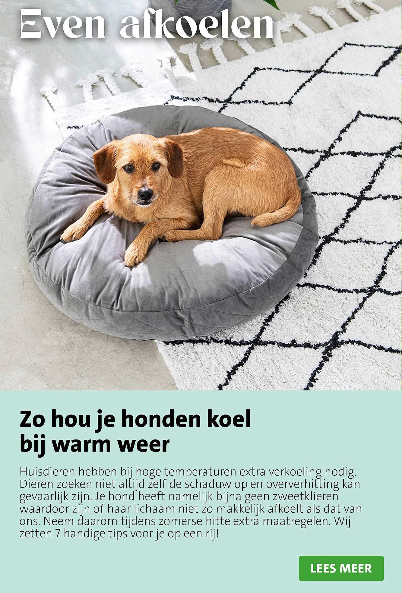 Zo hou je honden koel bij warm weer