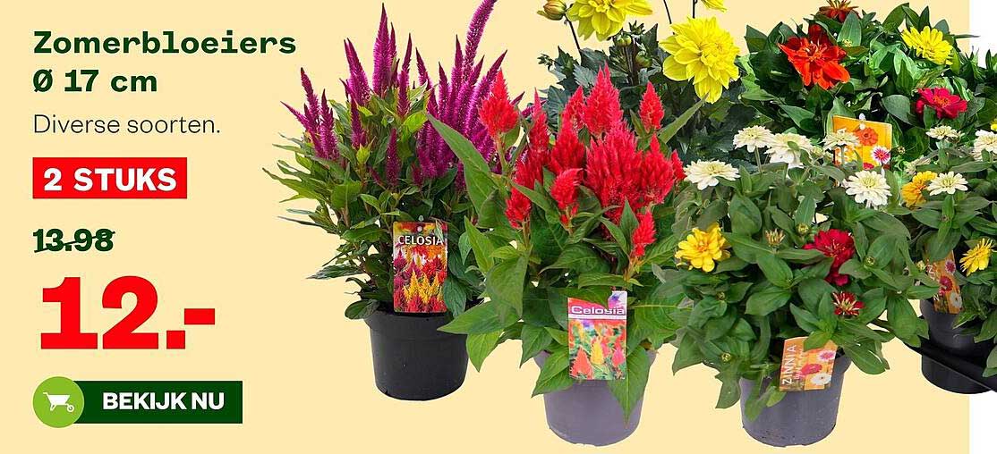 Zomerbloeiers Ø 17 cm 2 STUKS