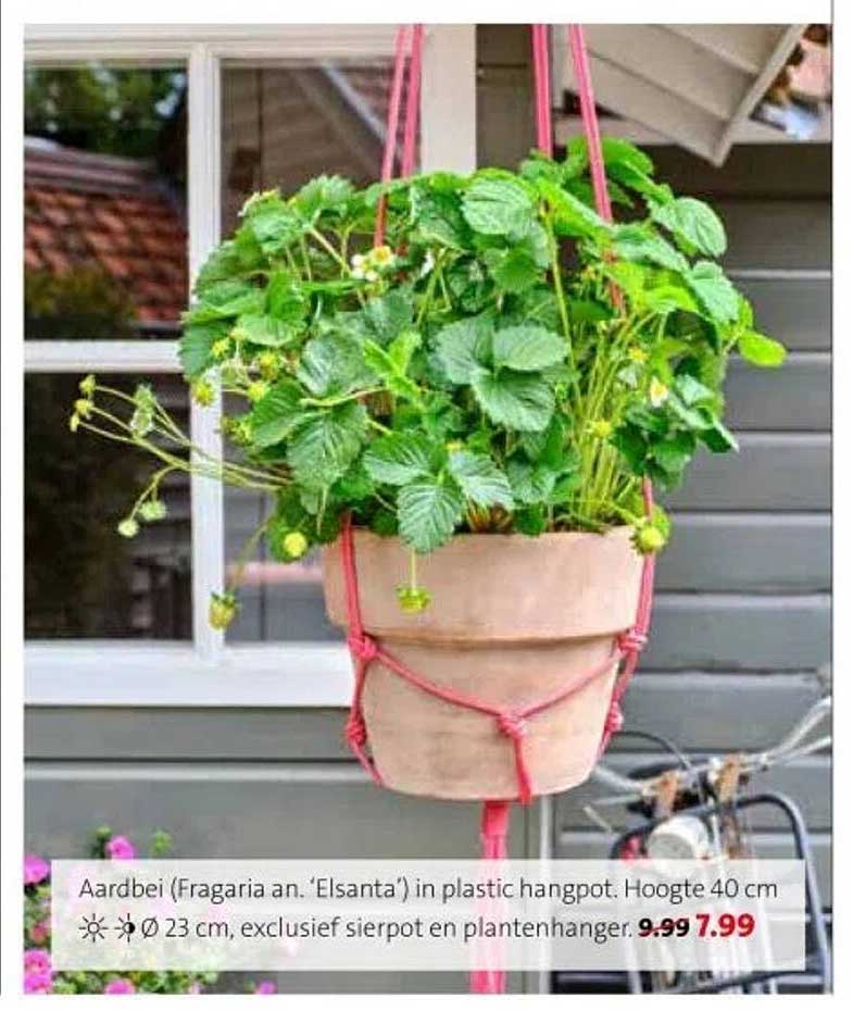 Aardbei (Fragaria an. 'Elsanta') in plastic hangpot. Hoogte 40 cm