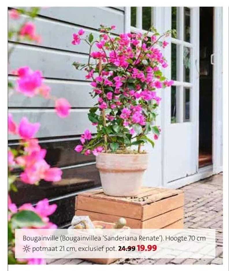 Bougainville (Bougainvillea 'Sanderiana Renate'). Hoogte 70 cm