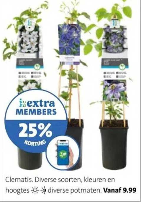 Clematis. Diverse soorten, kleuren en hoogtes
