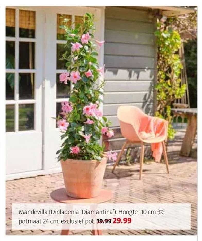 Mandevilla (Dipladenia 'Diamantina'). Hoogte 110 cm potmaat 24 cm, exclusief pot.