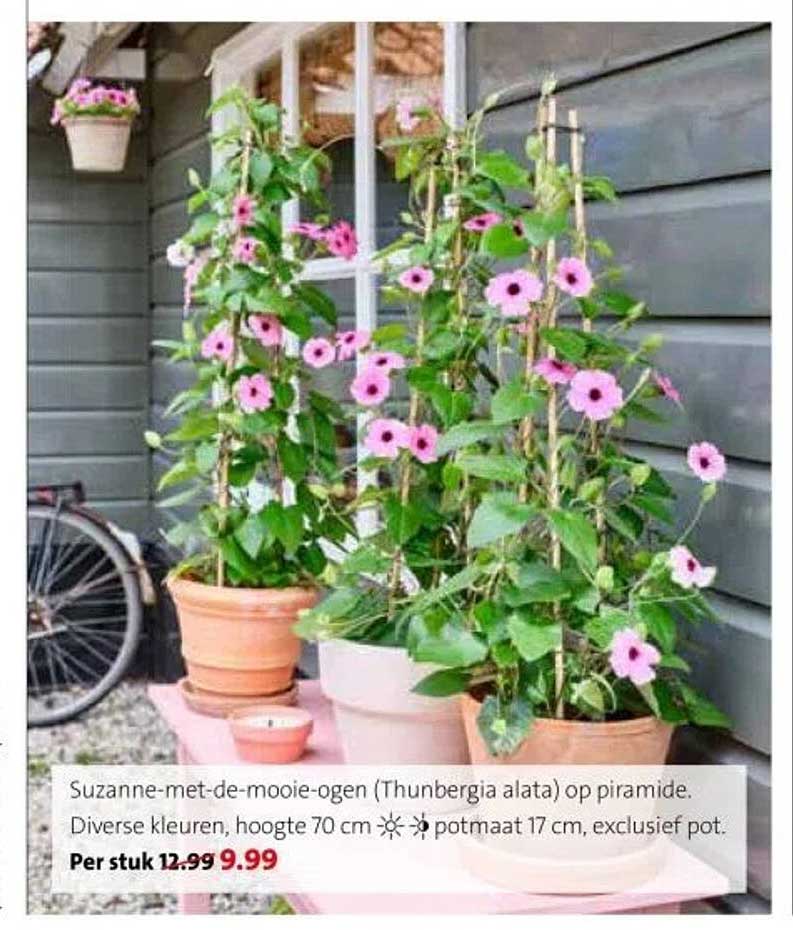 Suzanne Met De Mooie Ogen Thunbergia Alata Op Piramide Aanbieding suzanne-met-de-mooie-ogen-thunbergia-alata-op-piramide-aanbieding