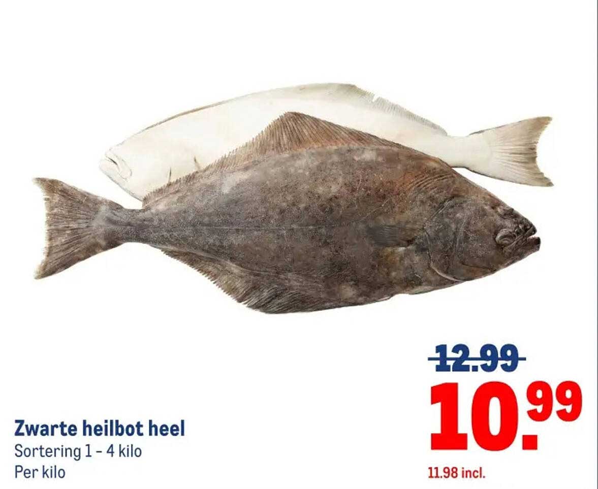 Zwarte heilbot heel