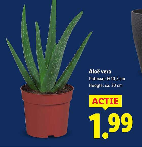 Aloë vera