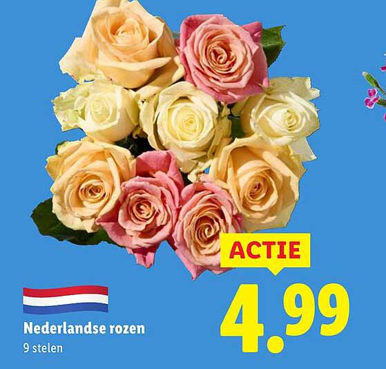 Nederlandse rozen 9 stelen