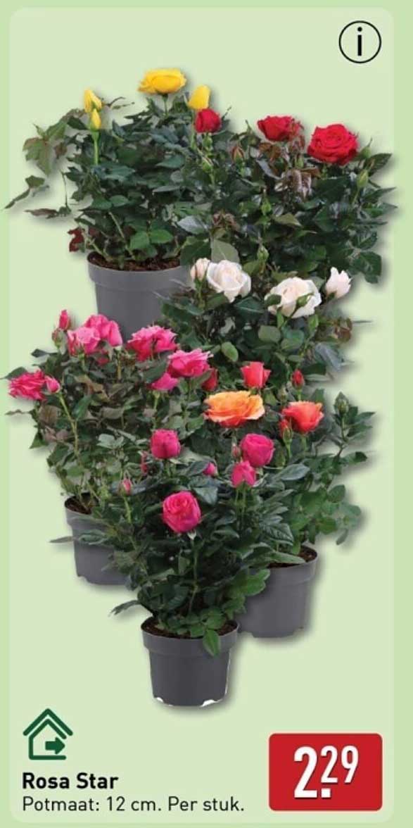 Rosa Star