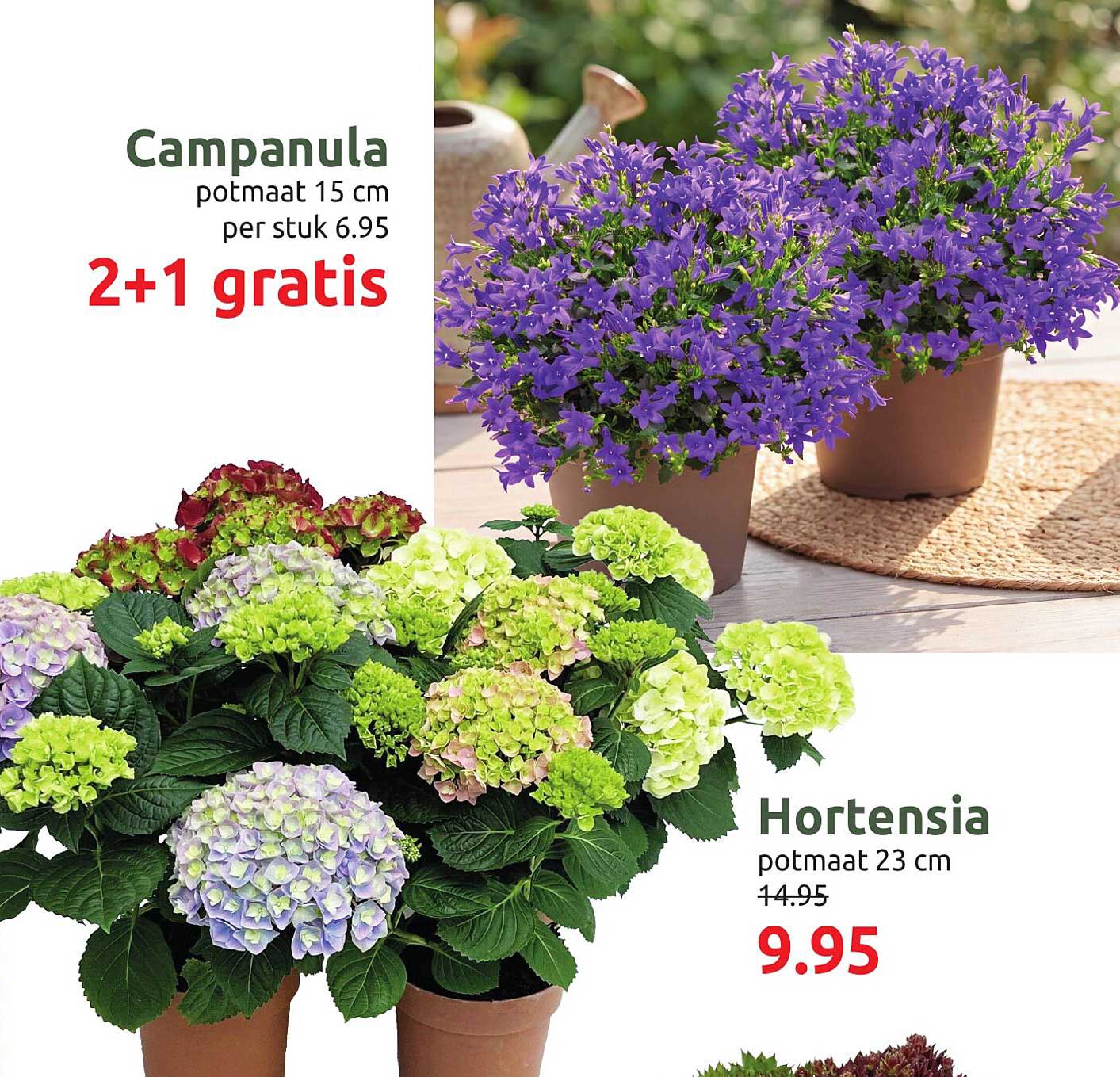 Campanula potmaat 15 cm per stuk 6.95 2+1 gratis