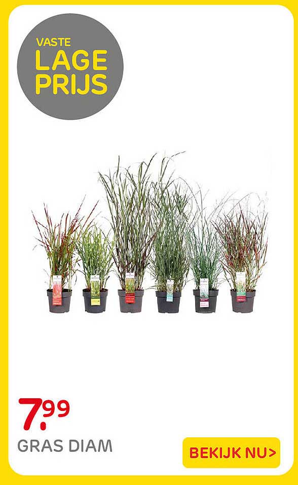 GRAS DIAM VASTE LAGE PRIJS