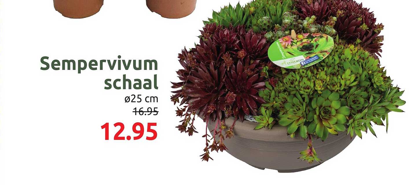 Sempervivum schaal