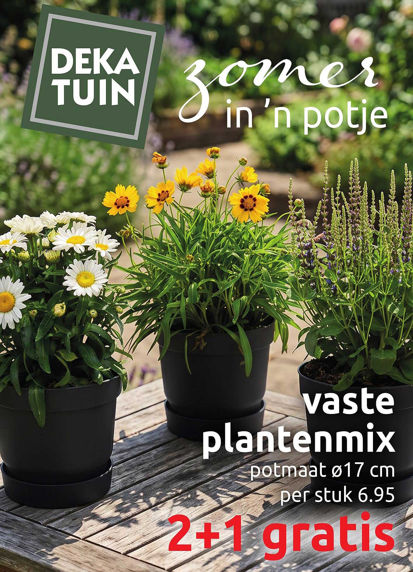 zomer in 'n potje vaste plantenmix potmaat ø17 cm per stuk 6.95 2+1 gratis