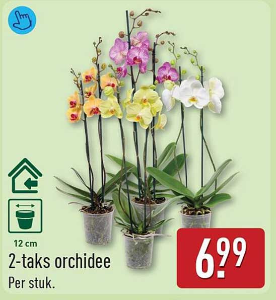 2-taks orchidee