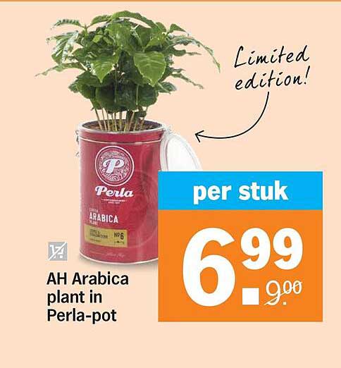 AH Arabica plant in Perla-pot