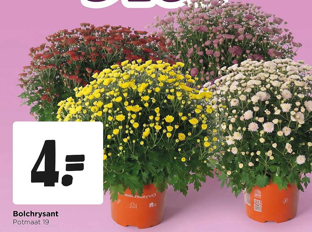 Bolchrysant Potmaat 19