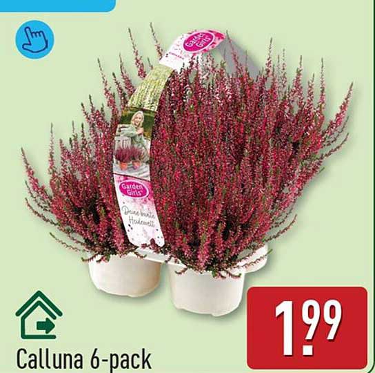 Calluna 6-pack