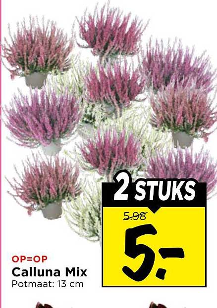 Calluna Mix Potmaat: 13 cm 2 STUKS