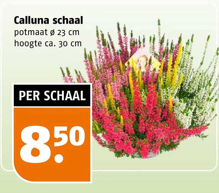 Calluna schaal
