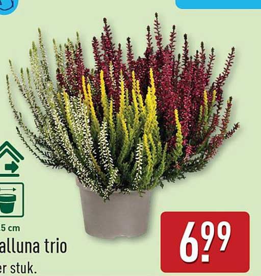 Calluna trio