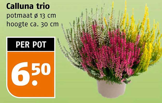 Calluna trio potmaat ø 13 cm hoogte ca. 30 cm