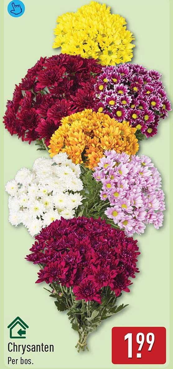 Chrysanten Per bos.