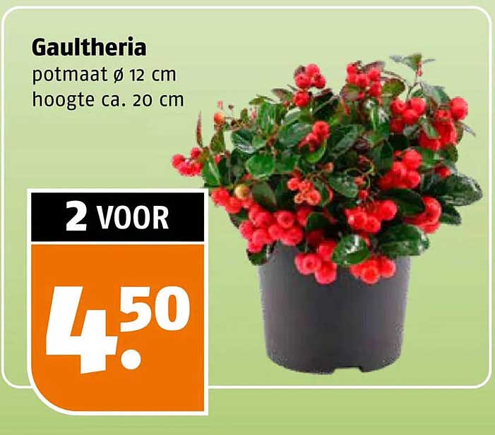 Gaultheria 2 voor